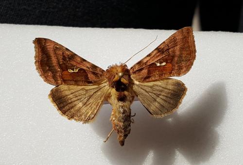 Autographa jota